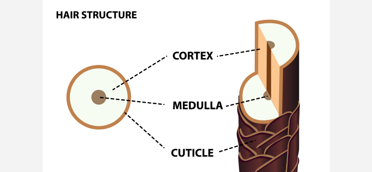 anatomical-training-poster-hair-structure