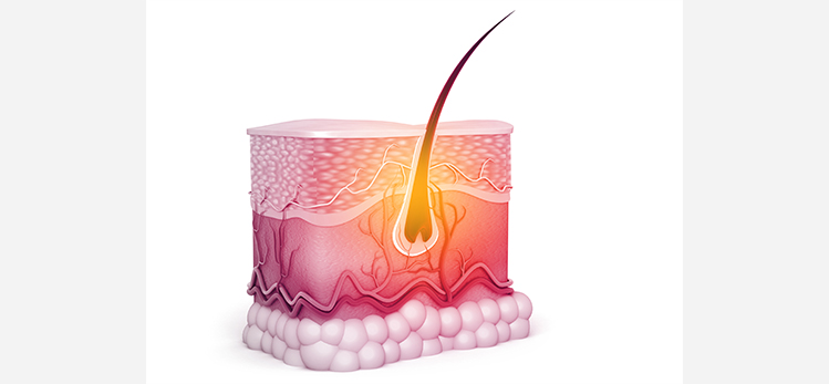 anatomy-human-skin-hair