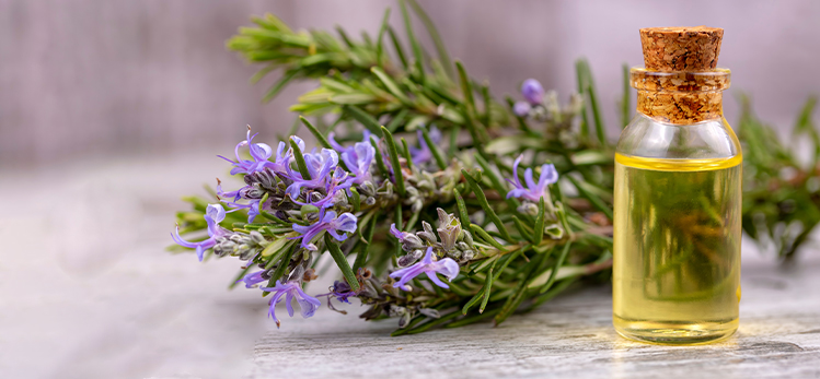 fresh-organic-rosemary-essential-oil