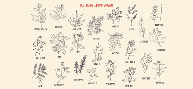 best-medicinal-herbs-hair-growth