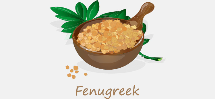 methi-fenugreek-seeds-vector-illustration